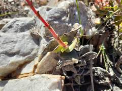 Crassula perfoliata