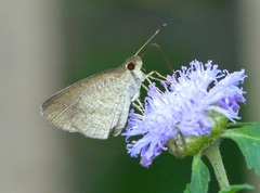 Synapte malitiosa antistia