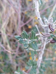 Chiliotrichum diffusum