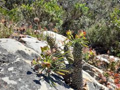 Euphorbia clava