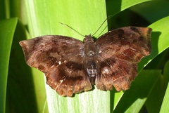 Achlyodes busirus rioja