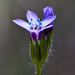 Purplespot Gilia - Photo (c) Ken-ichi Ueda, some rights reserved (CC BY)