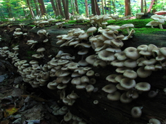 Clitocybula abundans