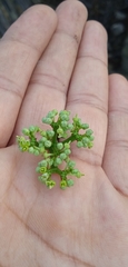 Cissus tuberosa