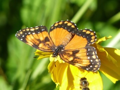Chlosyne lacinia saundersi