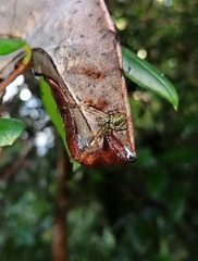 Allende nigrohumeralis