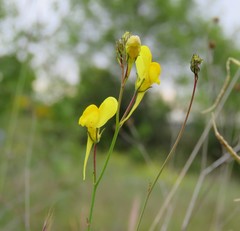 Linaria spartea