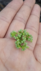 Cissus tuberosa