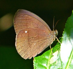 Forsterinaria quantius