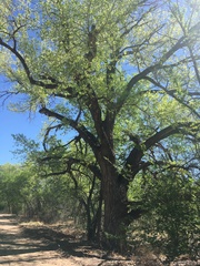 Populus deltoides wislizenii