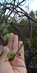 Cissus tuberosa