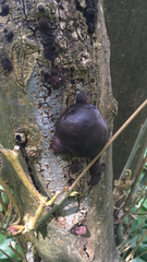 Daldinia concentrica