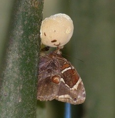 Opoptera aorsa aorsa