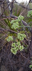 Cissus tuberosa