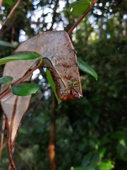 Allende nigrohumeralis