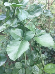 Angiospermae
