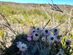 Achyranthemum affine