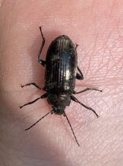 Tarpela micans