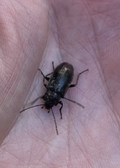 Tarpela micans