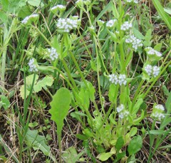 Valerianella locusta
