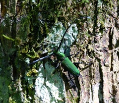 Aglaoschema ventrale