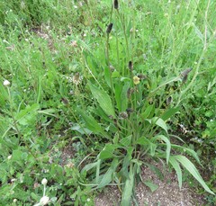 Plantago lanceolata