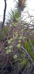 Cissus tuberosa