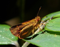 Lento krexoides