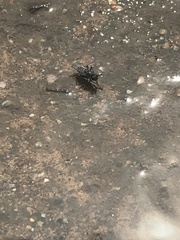 Diptera