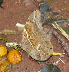 Eryphanis reevesii pusillus