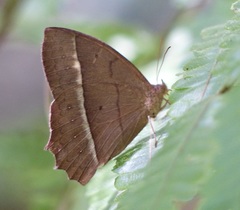 Taygetis tripunctata