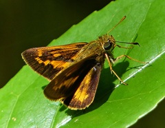 Polites vibex catilina