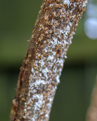 Pseudaulacaspis pentagona