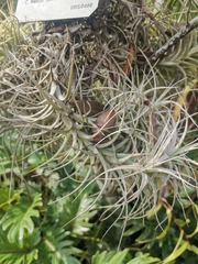 Tillandsia albida