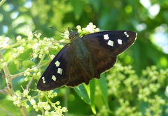 Polygonus savigny savigny