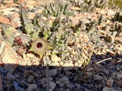 Huernia thuretii