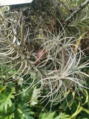 Tillandsia albida