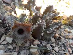 Huernia thuretii