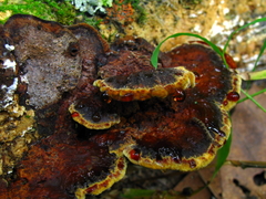 Inonotus glomeratus