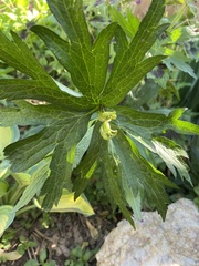 Anemonastrum canadense