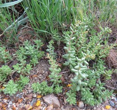 Sedum album