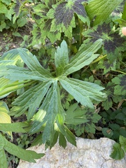 Anemonastrum canadense