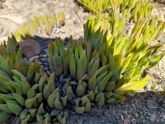 Bergeranthus scapiger