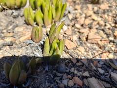 Bergeranthus scapiger