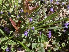 Glechoma hederacea