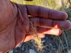 Aristida junciformis