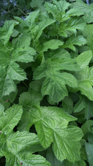 Heracleum sphondylium