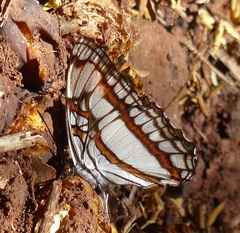 Adelpha zea