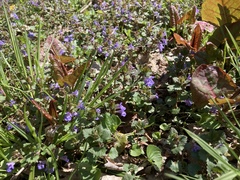 Glechoma hederacea