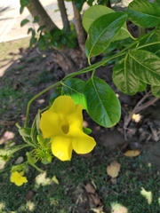 Pentalinoninae